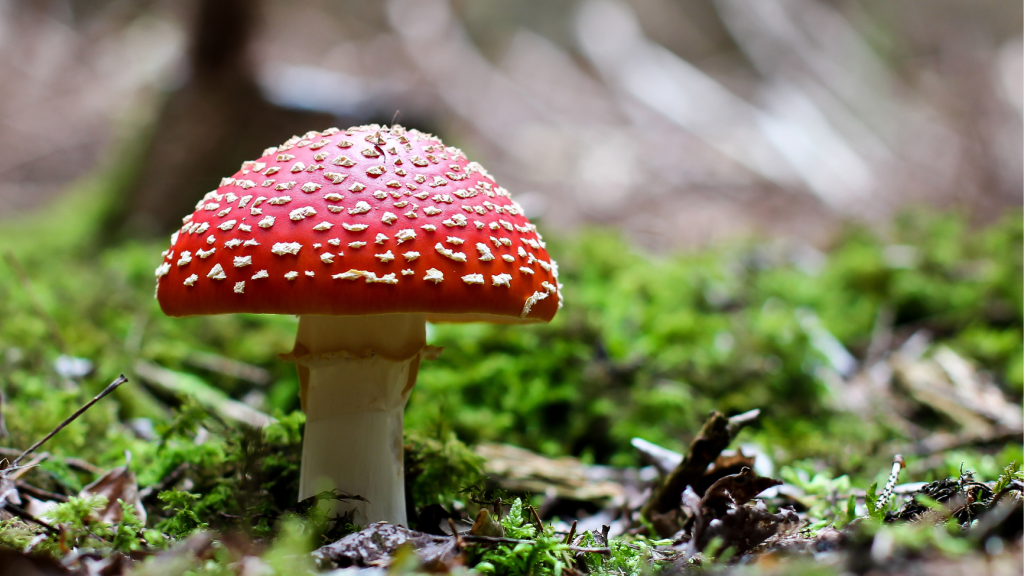 Do Mushrooms Show Up on Drug Tests: The Silent Fungi