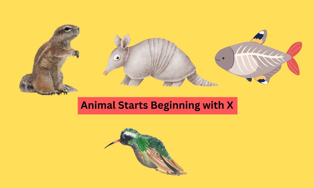 The Extraordinary Animal Starts Beginning with X